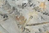 Pennsylvanian Fossil Fern (Neuropteris) Plate - Kentucky #126234-1